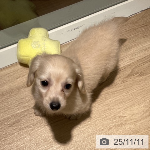 カニーンヘン・ダックスフンドの写真