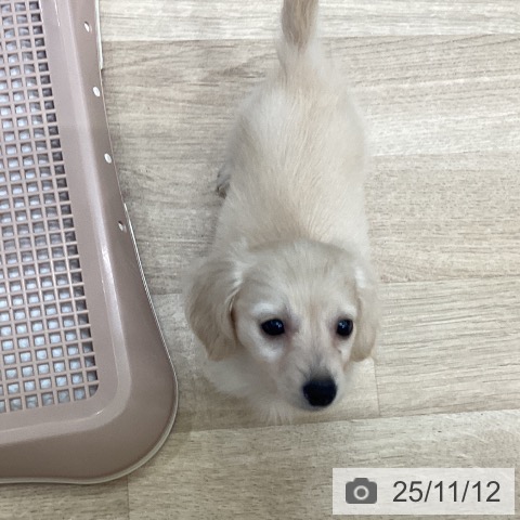 カニーンヘン・ダックスフンドの写真