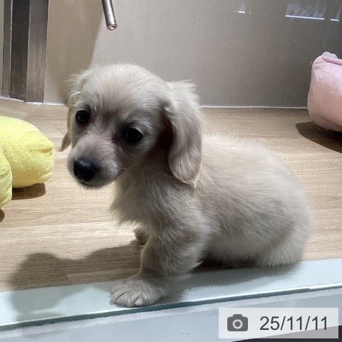 カニーンヘン・ダックスフンドの写真