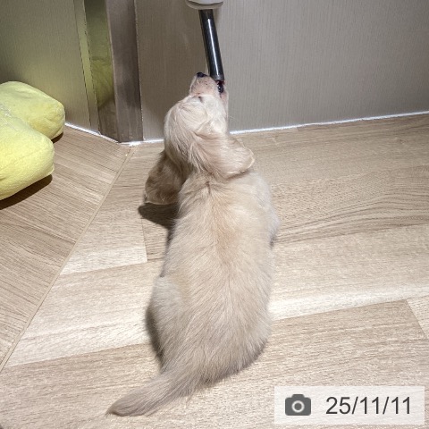 カニーンヘン・ダックスフンドの写真