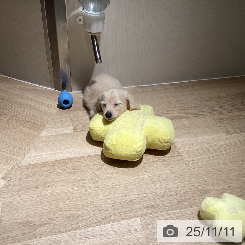 カニーンヘン・ダックスフンドの写真