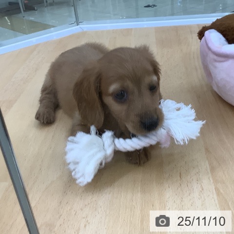 カニーンヘン・ダックスフンドの写真