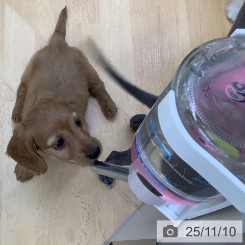 カニーンヘン・ダックスフンドの写真