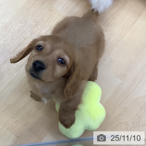 カニーンヘン・ダックスフンドの写真