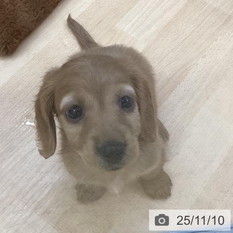 カニーンヘン・ダックスフンドの写真