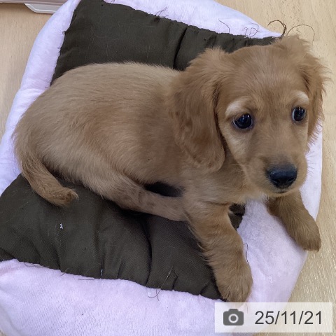 埼玉県のカニンヘンダックスフンド(ロング) (ペットプラス 羽生店/2025年9月10日生まれ/男の子/ゴールド)の子犬の3枚目の画像