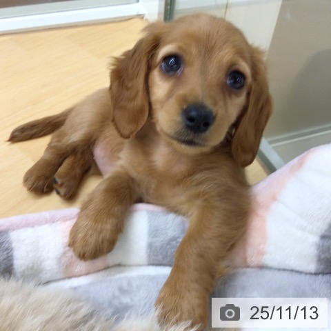 カニーンヘン・ダックスフンドの写真