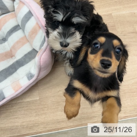 神奈川県のカニンヘンダックスフンド(ロング) (ペットプラス 武蔵小杉店/2025年9月10日生まれ/男の子/ブラックタン)の子犬の4枚目の画像