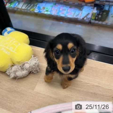 神奈川県のカニンヘンダックスフンド(ロング) (ペットプラス 武蔵小杉店/2025年9月10日生まれ/男の子/ブラックタン)の子犬の3枚目の画像
