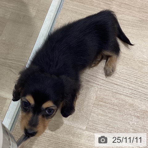 カニーンヘン・ダックスフンドの写真