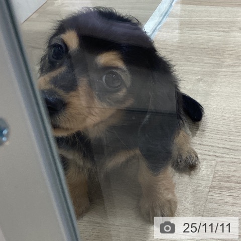 カニーンヘン・ダックスフンドの写真