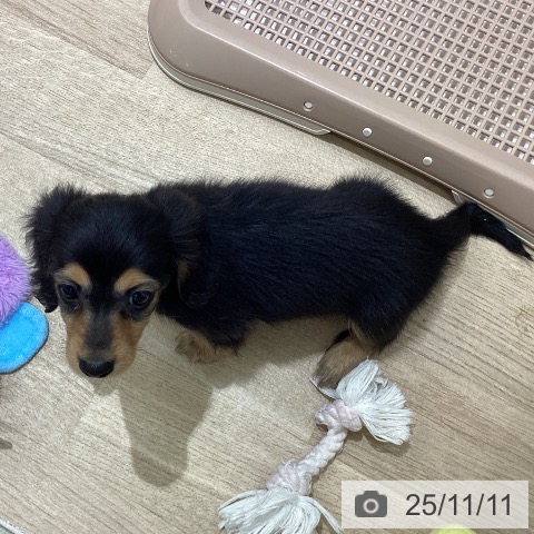 カニーンヘン・ダックスフンドの写真