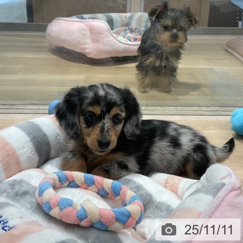 カニーンヘン・ダックスフンドの写真