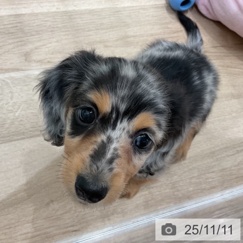 カニーンヘン・ダックスフンドの写真