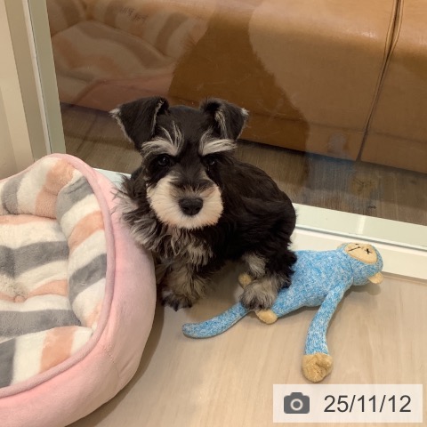 ミニチュア・シュナウザーの写真