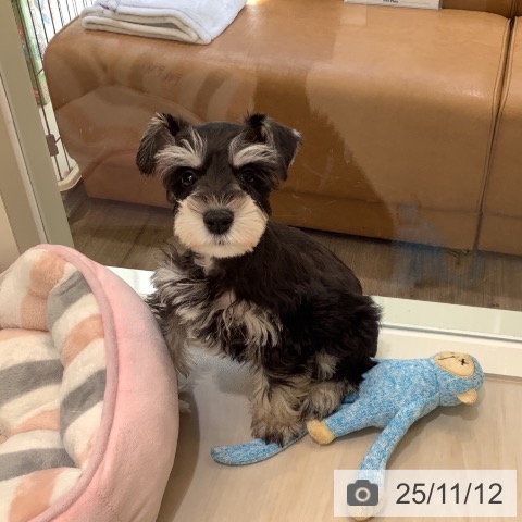 ミニチュア・シュナウザーの写真