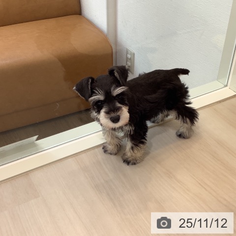 ミニチュア・シュナウザーの写真