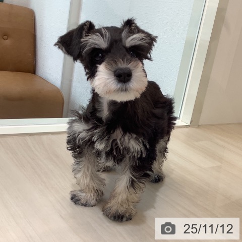 ミニチュア・シュナウザーの写真