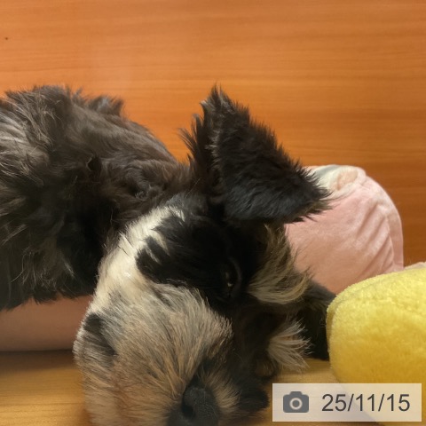 ミニチュア・シュナウザーの写真