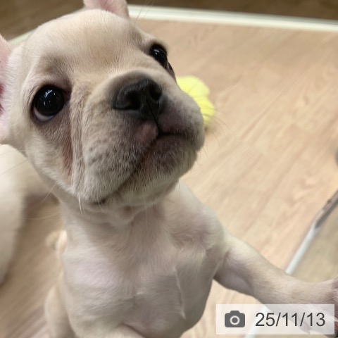 フレンチ・ブルドッグの写真