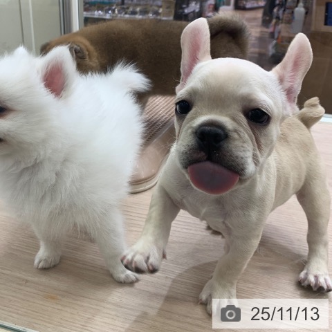 フレンチ・ブルドッグの写真