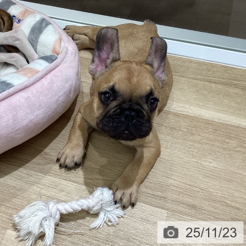 東京都のフレンチブルドッグ (ペットプラス MARK IS 葛飾かなまち店/2025年9月1日生まれ/男の子/フォーン)の子犬の4枚目の画像