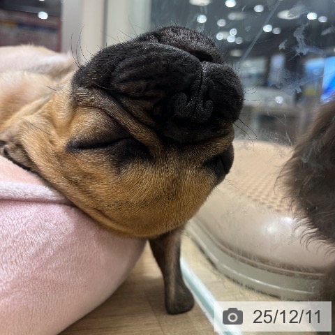 東京都のフレンチブルドッグ (ペットプラス MARK IS 葛飾かなまち店/2025年9月1日生まれ/男の子/フォーン)の子犬の4枚目の画像