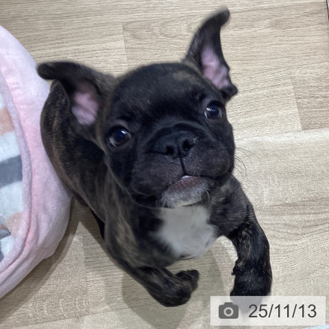 フレンチ・ブルドッグの写真