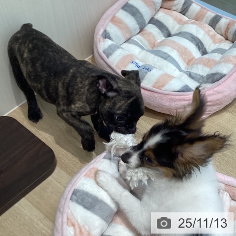 フレンチ・ブルドッグの写真