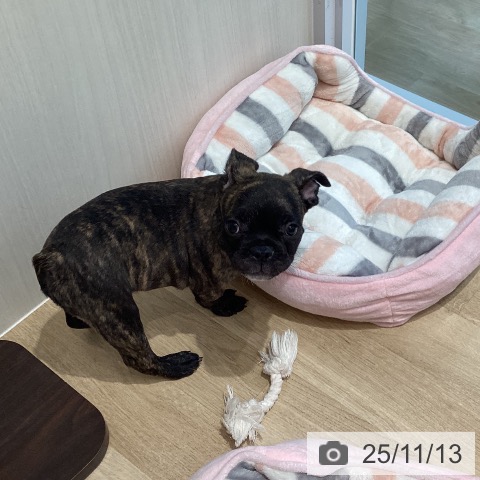 フレンチ・ブルドッグの写真