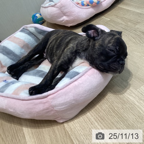 フレンチ・ブルドッグの写真