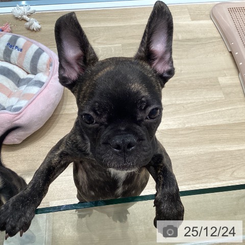 宮城県のフレンチブルドッグ (ペットプラス 仙台泉大沢店/2025年9月7日生まれ/男の子/ブリンドルホワイト)の子犬の3枚目の画像