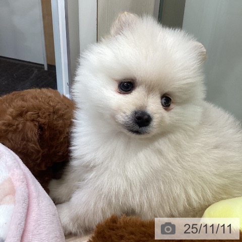 ポメラニアンの写真