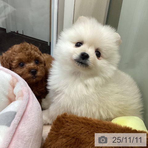 ポメラニアンの写真