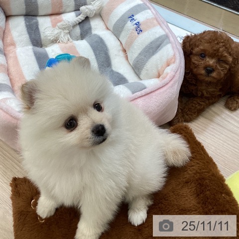 ポメラニアンの写真