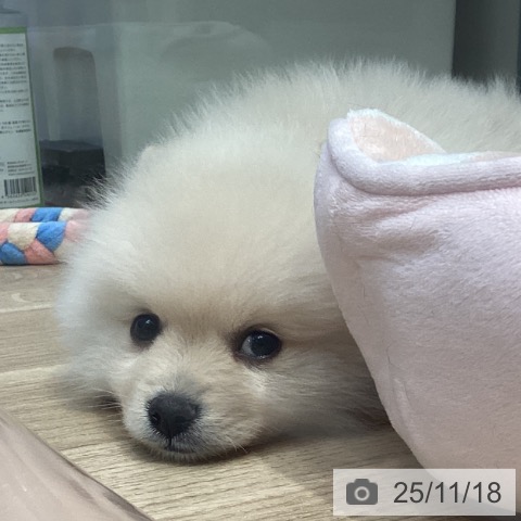 神奈川県のポメラニアン (ペットプラス 座間店/2025年9月8日生まれ/女の子/クリーム)の子犬の4枚目の画像