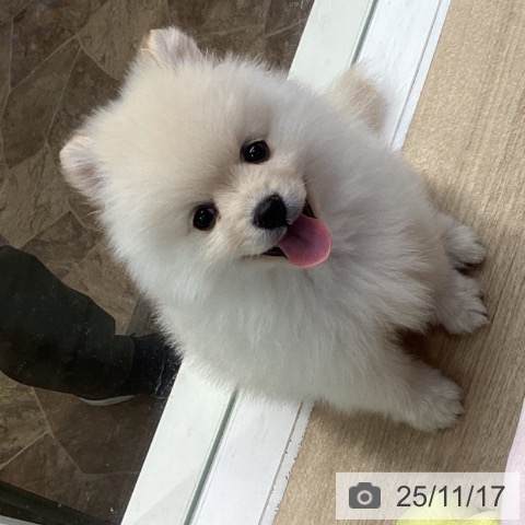 神奈川県のポメラニアン (ペットプラス 座間店/2025年9月8日生まれ/女の子/クリーム)の子犬の3枚目の画像