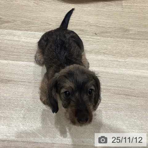 ミニチュア・ダックスフンドの写真