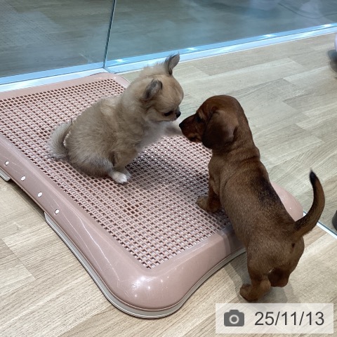 宮城県のミニチュアダックスフンド(ロング) (ペットプラス 名取店/2025年9月11日生まれ/男の子/レッド)の子犬の4枚目の画像