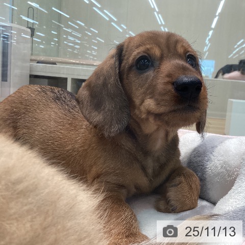 宮城県のミニチュアダックスフンド(ロング) (ペットプラス 名取店/2025年9月11日生まれ/男の子/レッド)の子犬の3枚目の画像