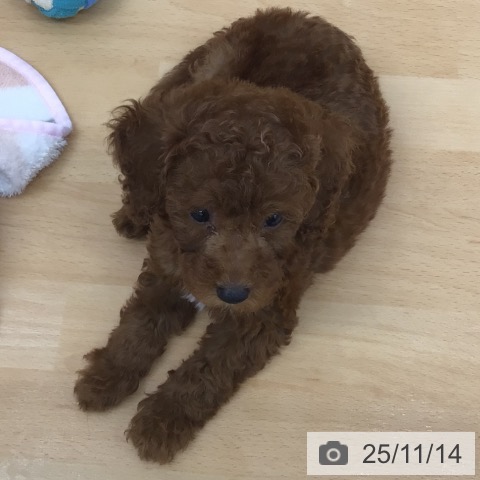 トイ・プードルの写真