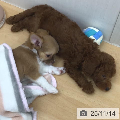 トイ・プードルの写真