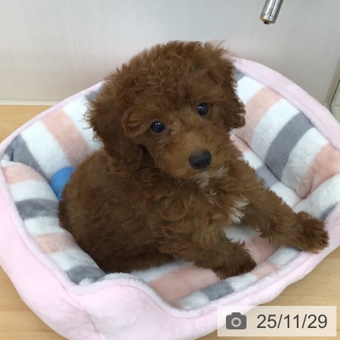 青森県のトイプードル(トイ) (ペットプラス 青森浜田店/2025年9月11日生まれ/女の子/レッド)の子犬の4枚目の画像