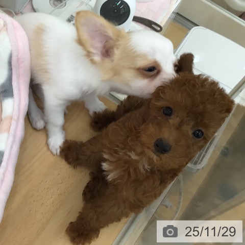 青森県のトイプードル(トイ) (ペットプラス 青森浜田店/2025年9月11日生まれ/女の子/レッド)の子犬の3枚目の画像