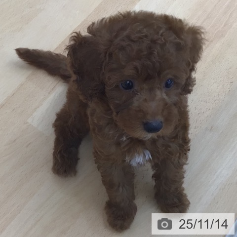 トイ・プードルの写真