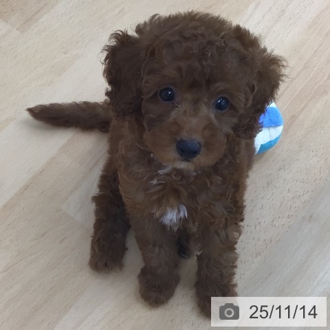 トイ・プードルの写真