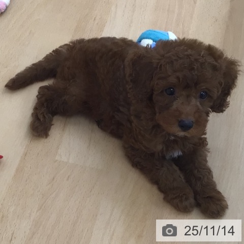 トイ・プードルの写真