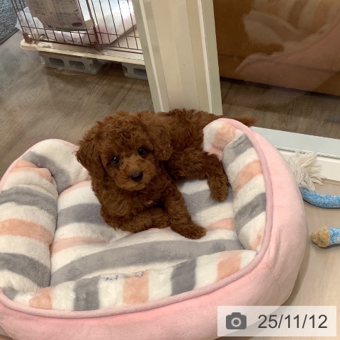 トイ・プードルの写真