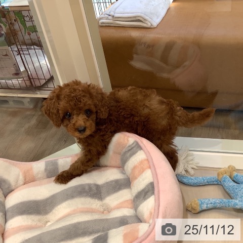 トイ・プードルの写真