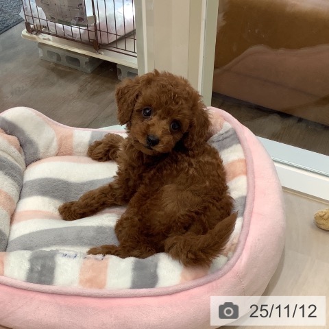 トイ・プードルの写真